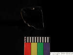 L_V20d4027 A16q57.1 R827 dM la f21.JPG L_V20d4027 A16q57.1 R827 dM la f21